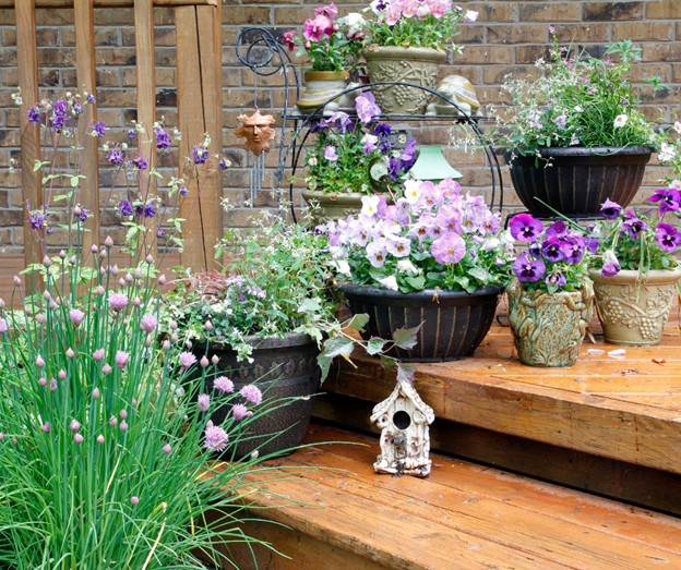 plants and planters - pool paradise
